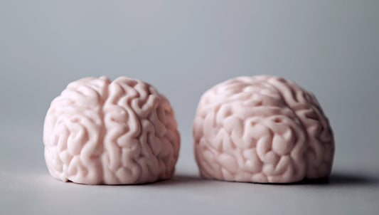Brain
