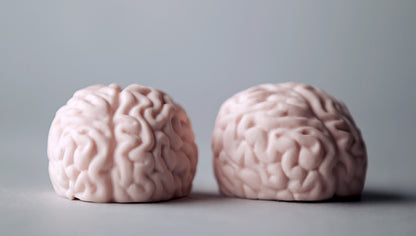 Brain
